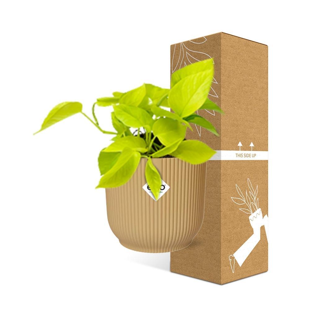 Epipremnum Pinnatum 'Golden Pothos' in ELHO Vibes Fold 14cm geel