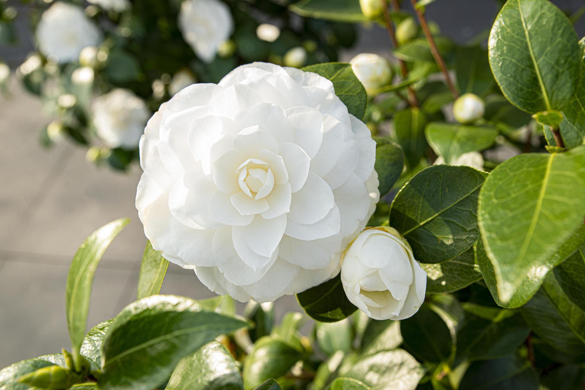 Camellia jap. 'Nuccio's Gem' - ?65cm - Ø19cm