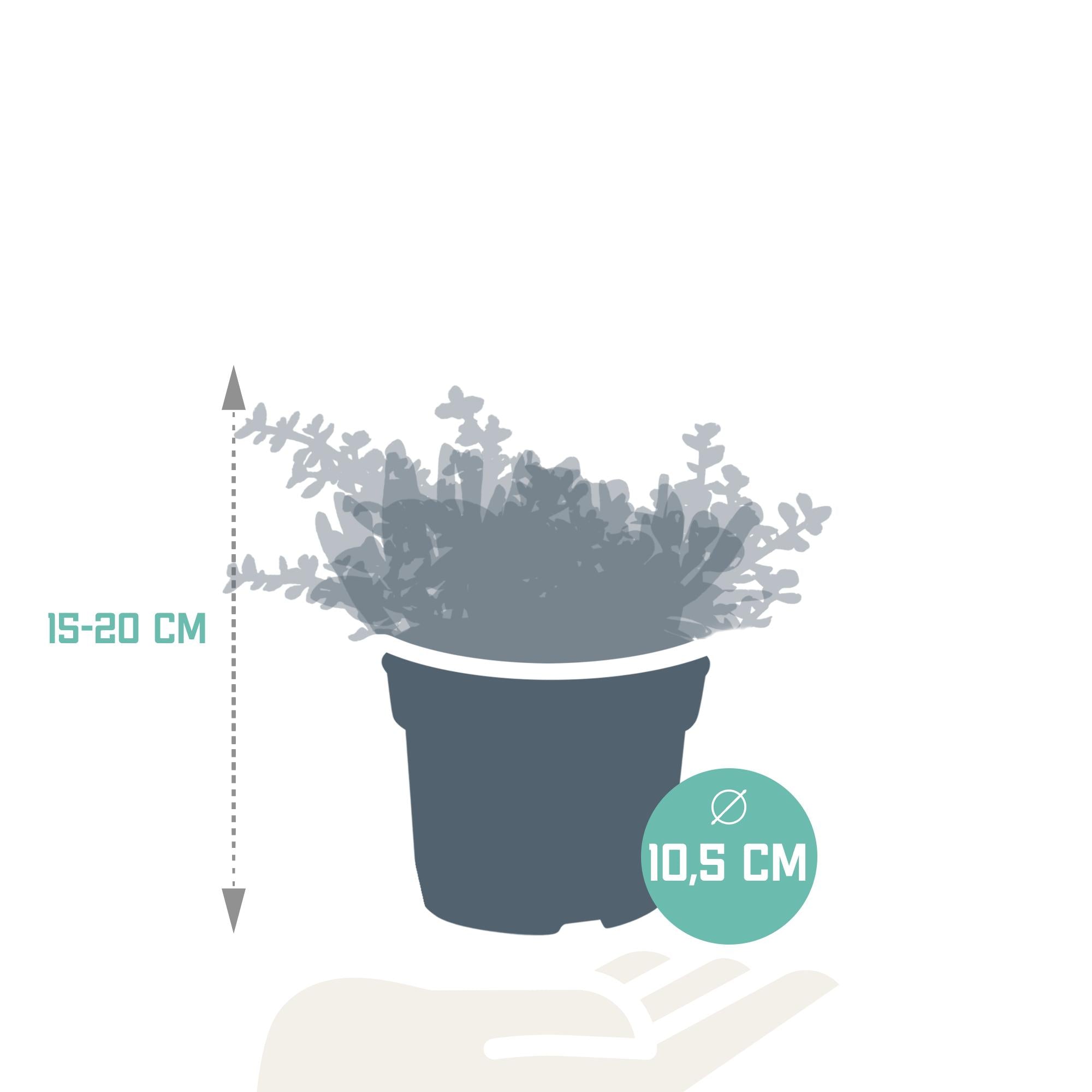 Crassula mix 10,5 cm - 3x - zonder pot