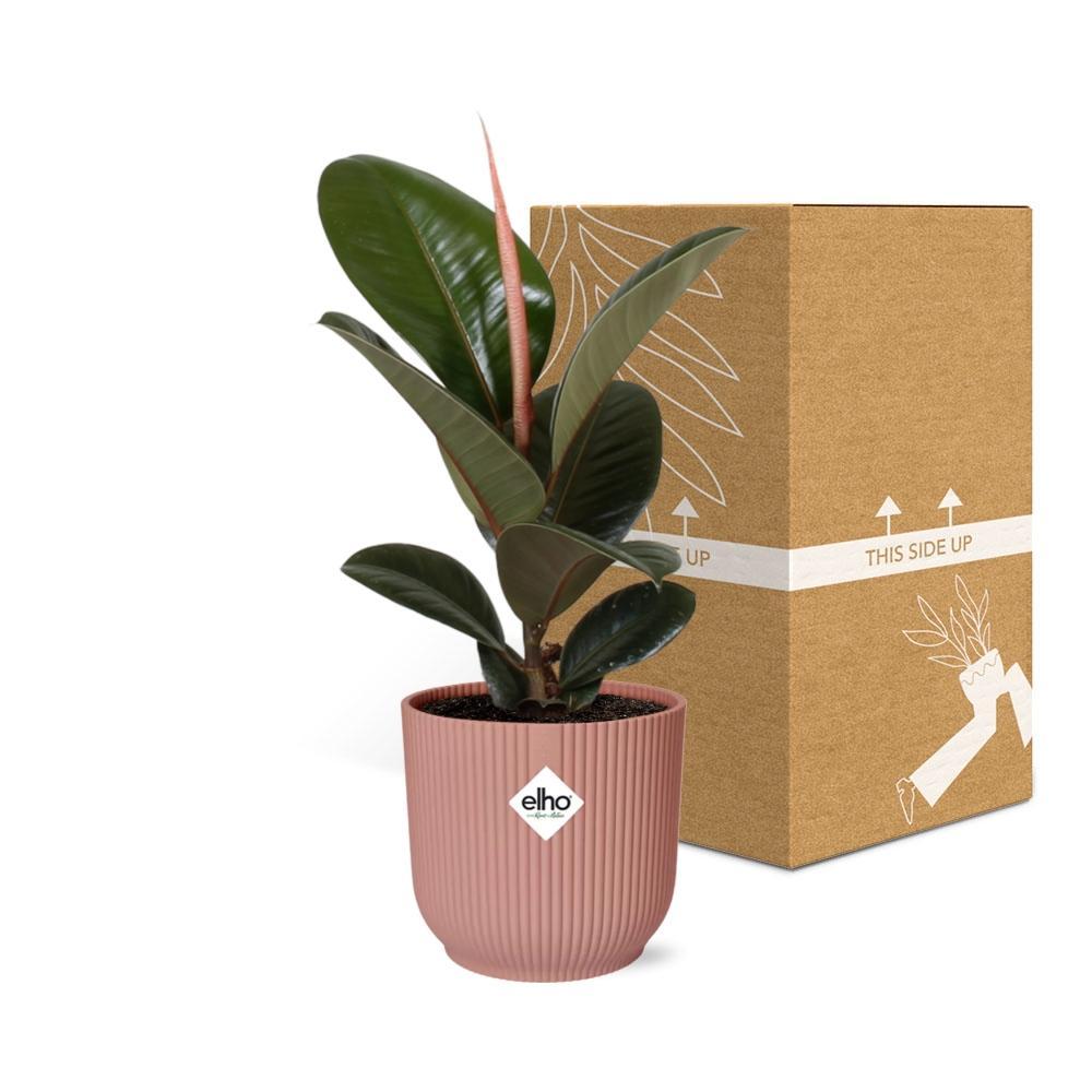 Ficus Elastica 'Robusta' in ELHO Vibes Fold 14cm roze