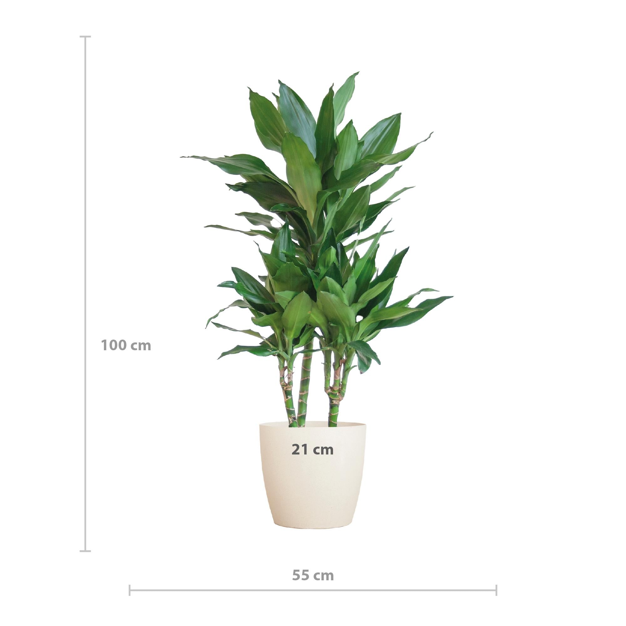 Dracaena Janet Lindt met Viber wit - 95cm - Ø21