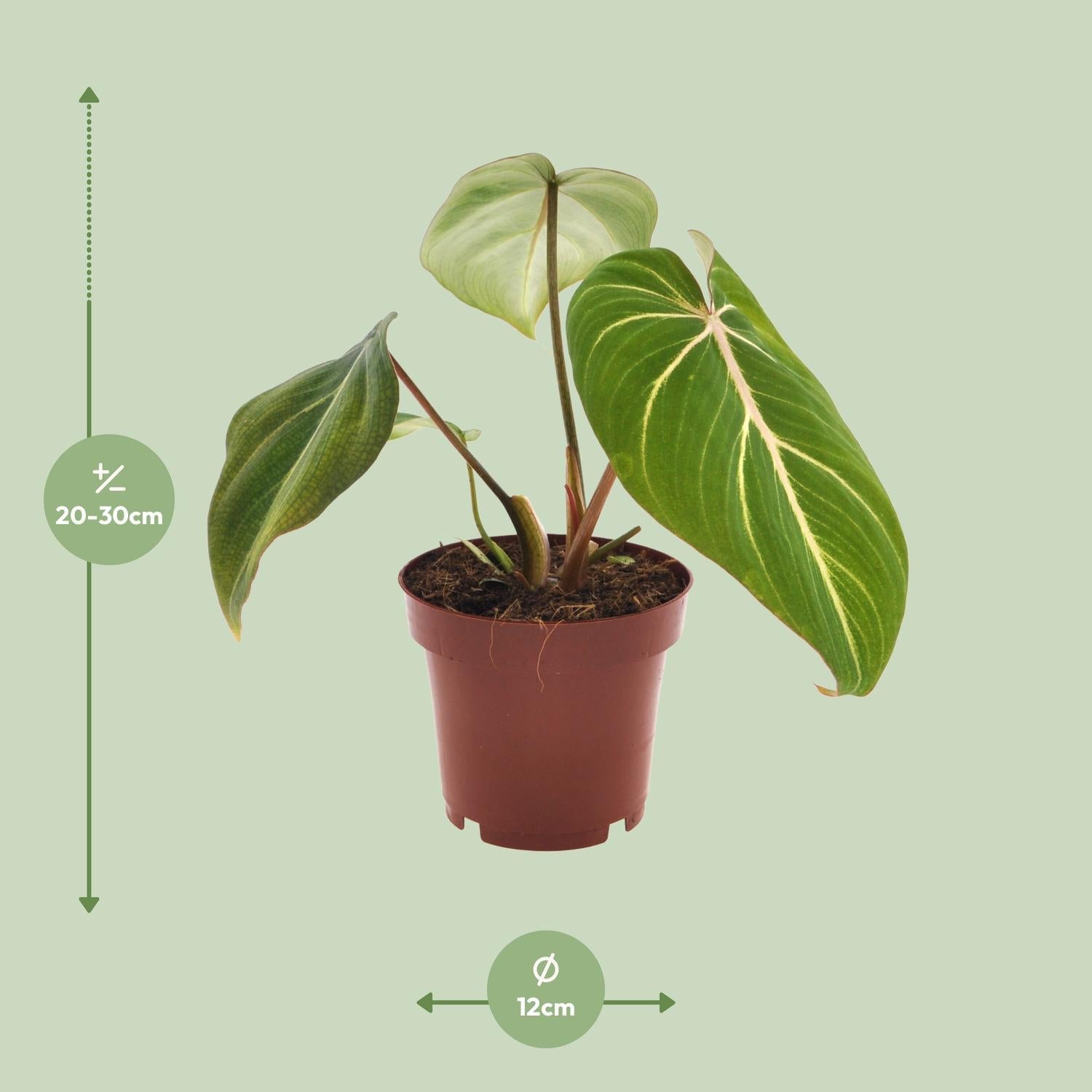 Philodendron Selloum Atoom - Ø12cm - ↕25cm