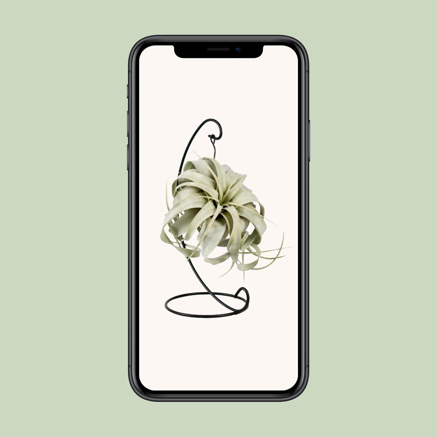 Tillandsia Koning Xero - Ø12cm - ↕23cm