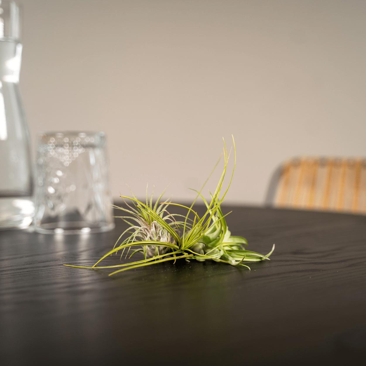 Tillandsia Airmix - 5 stuks - 6 cm - ø6