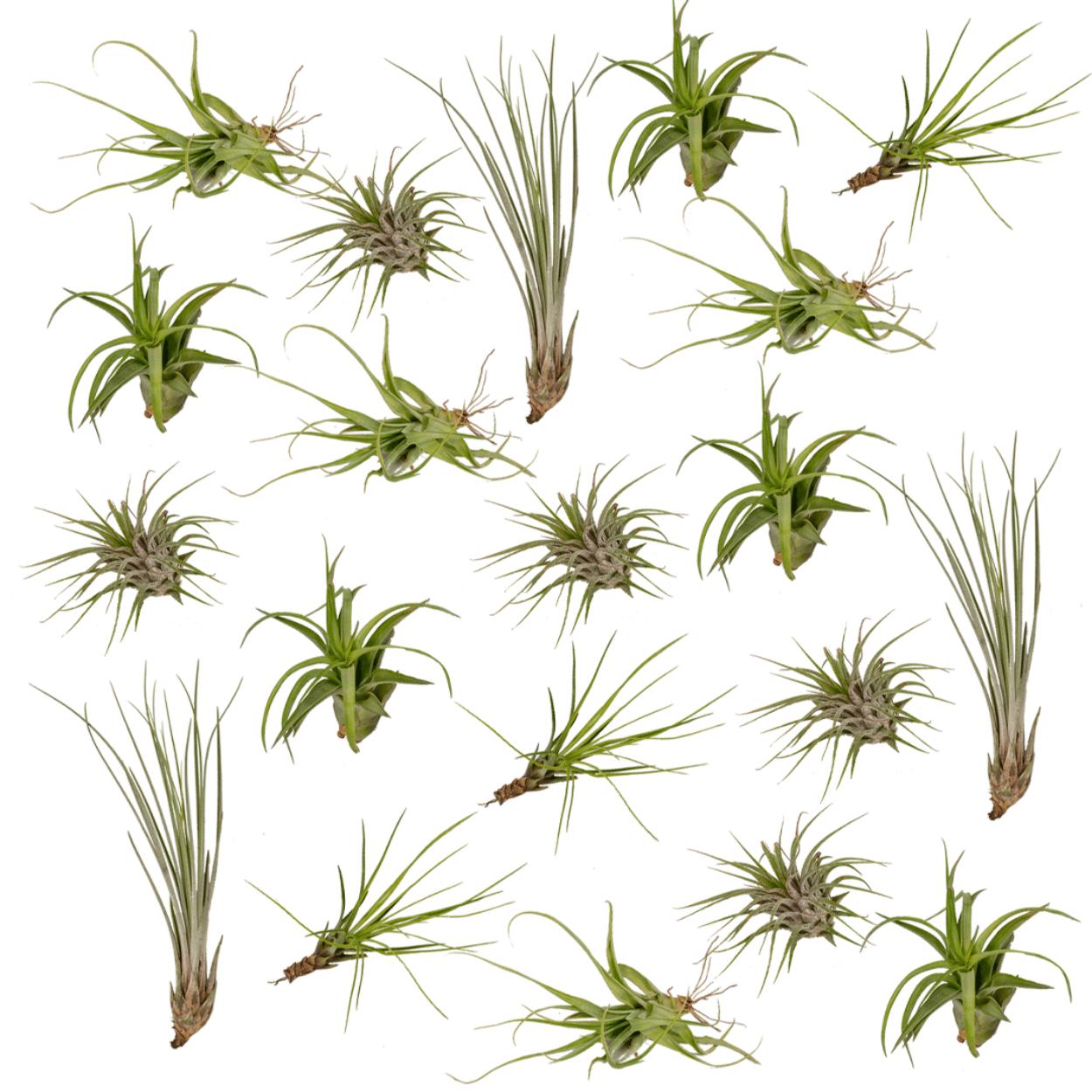 Tillandsia Airmix - 20 stuks - 6 cm - ø6