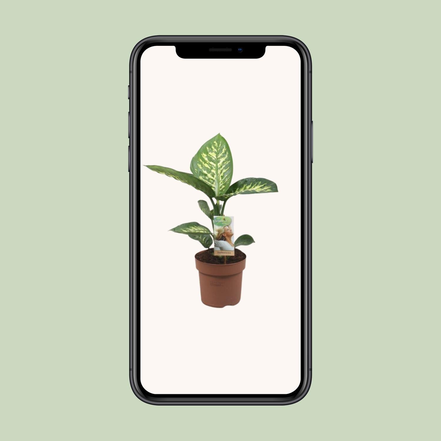 Dieffenbachia Tropic Sneeuw - Ø17cm - ↕60cm