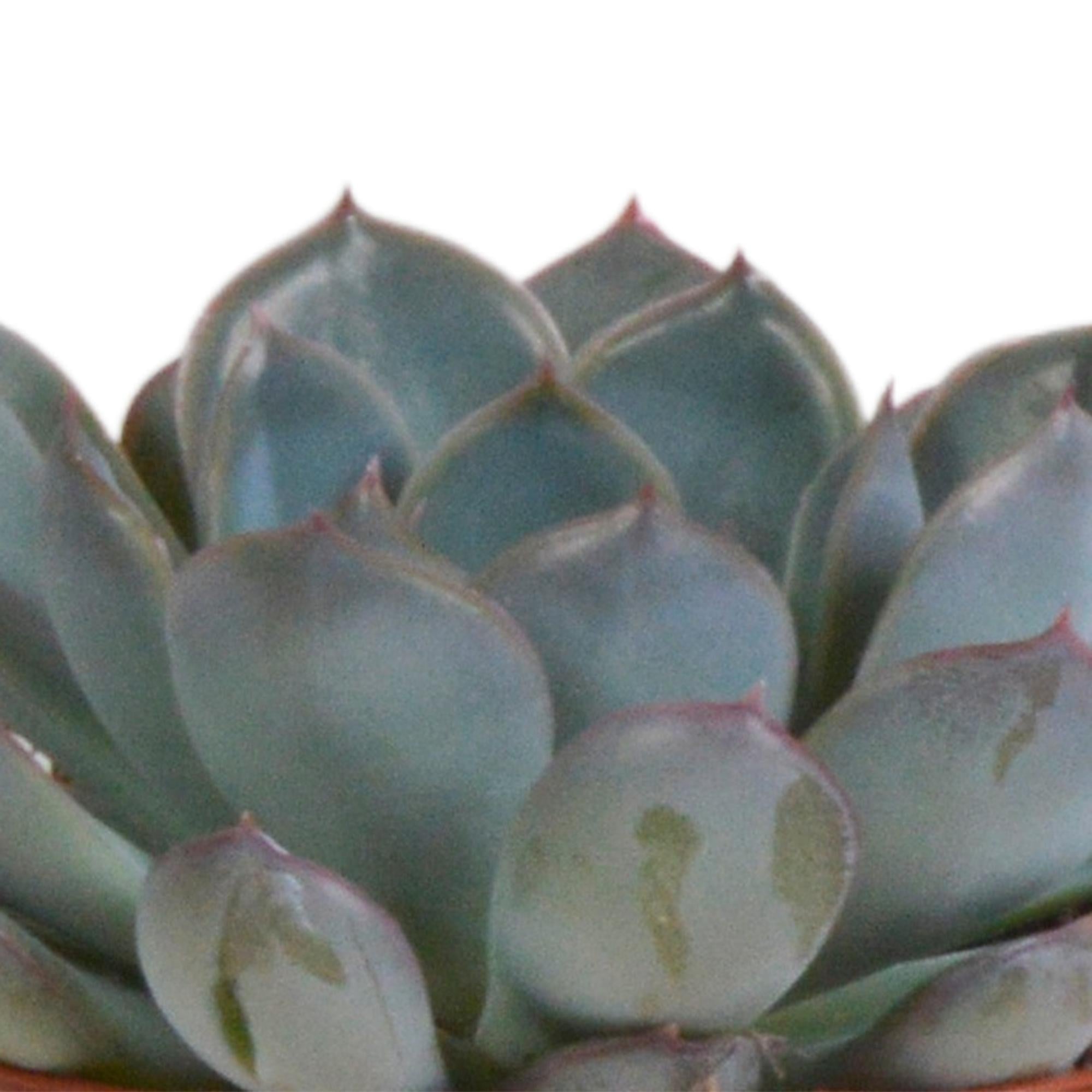 Echeveria mix 8,5 cm - 3x - in terracotta pot