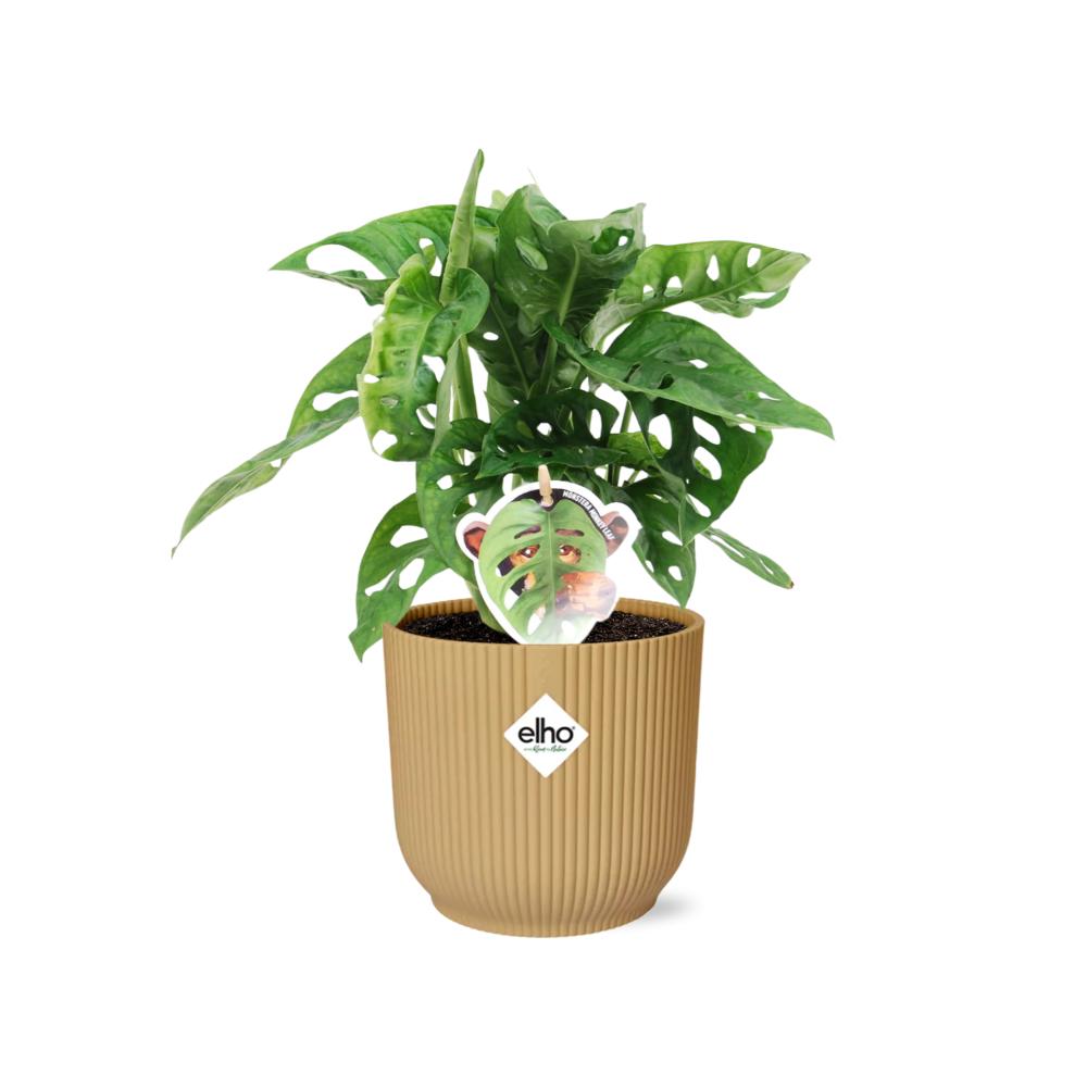 Monstera 'Monkey Leaf' in ELHO Vibes Fold 14cm geel