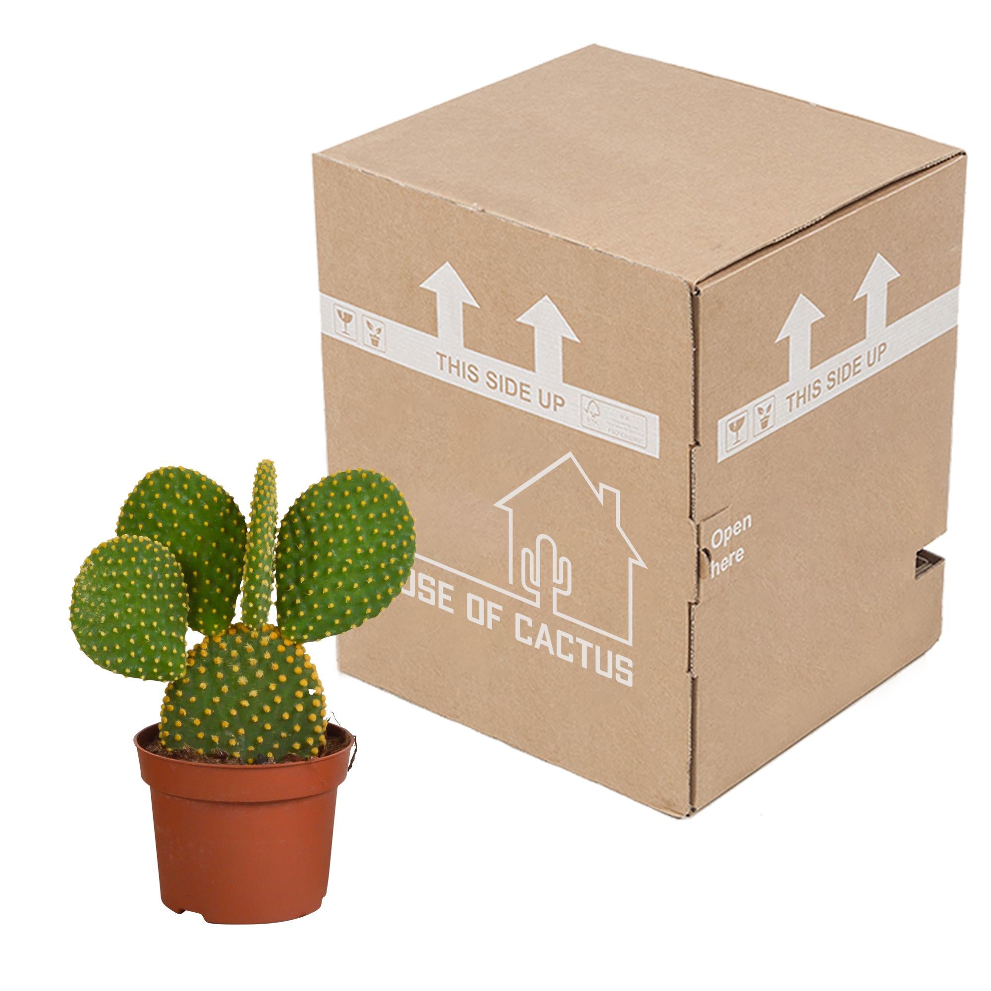Opuntia microdasys - 12cm - zonder pot