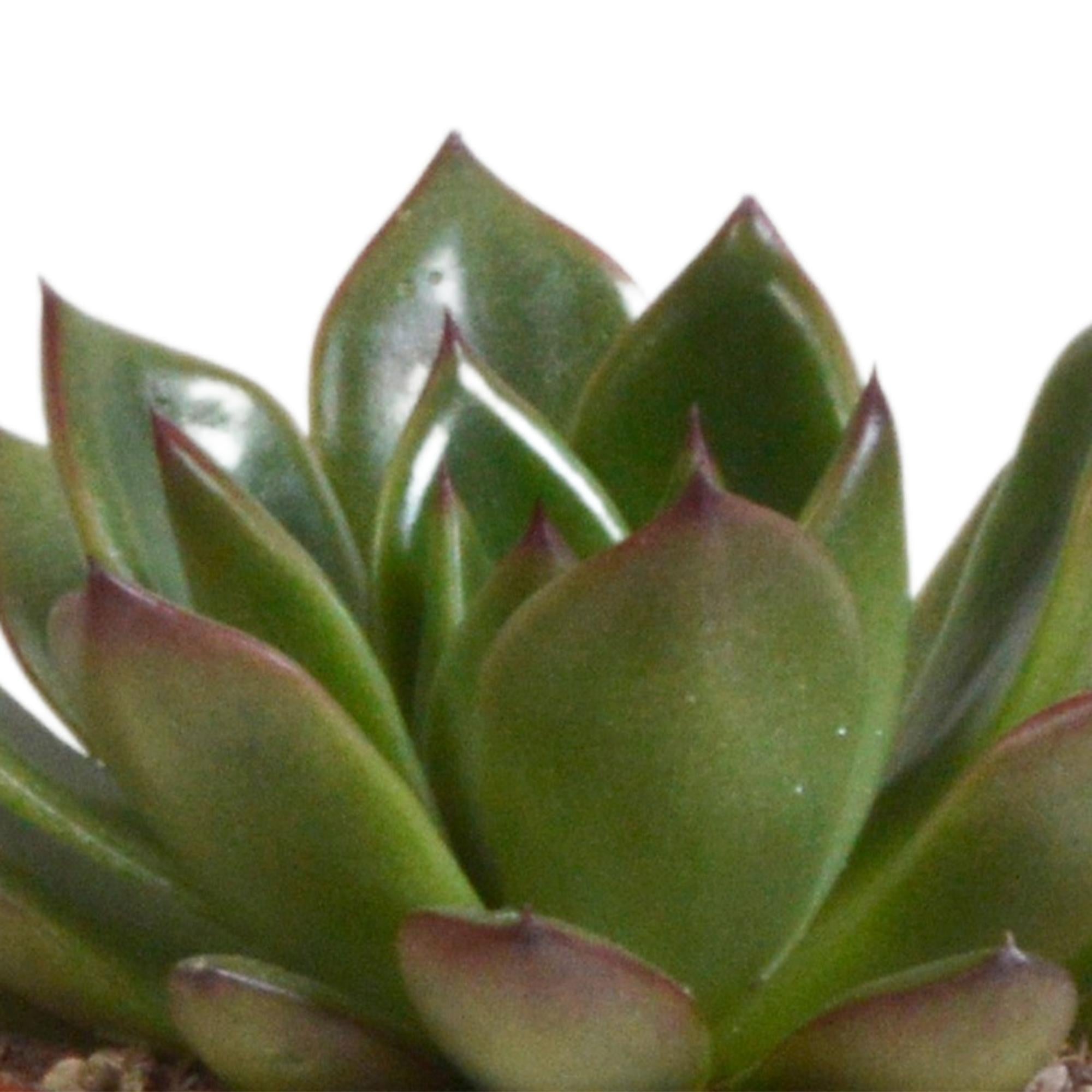 Echeveria mix 8,5 cm - 3x - in terracotta pot