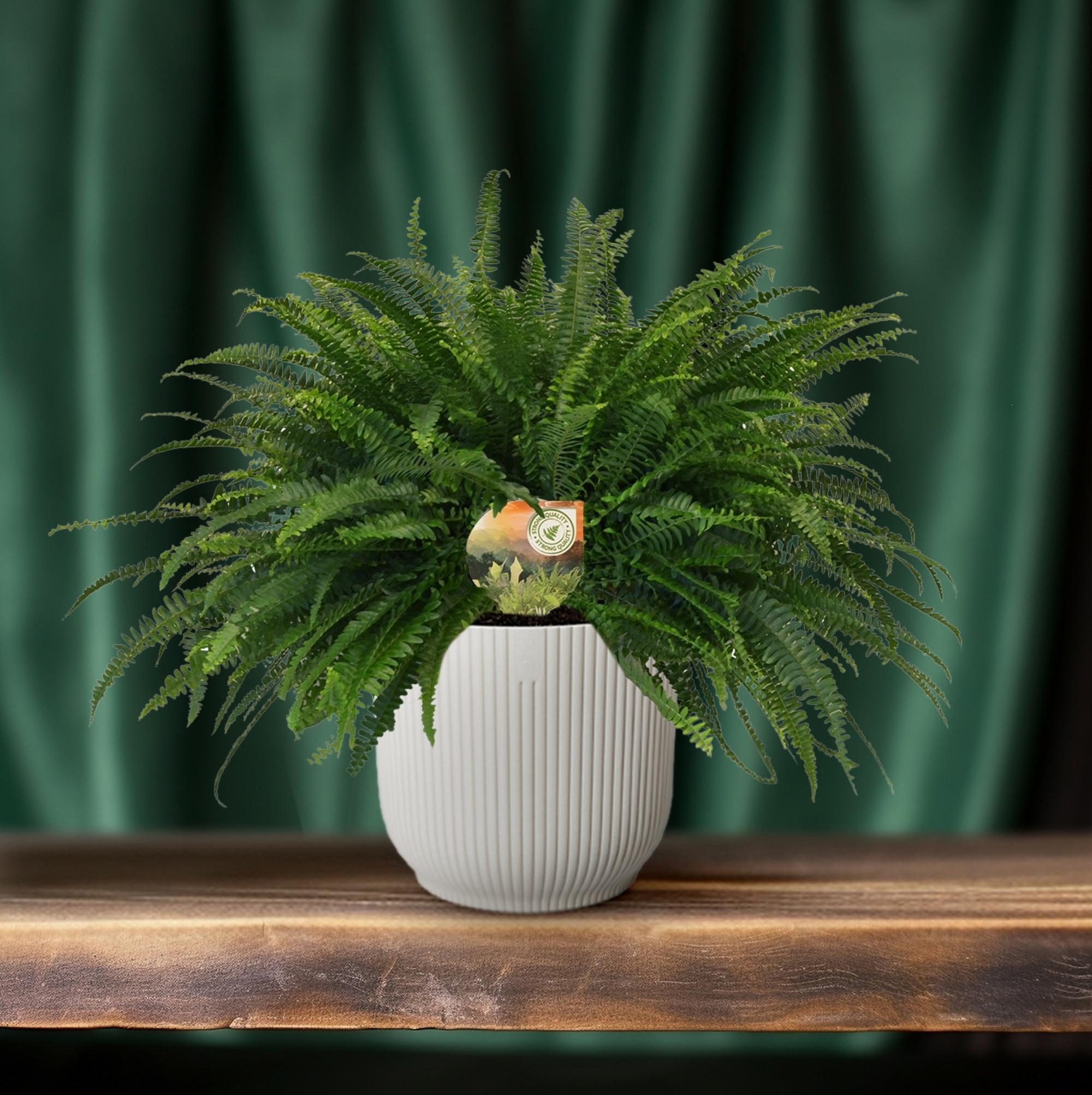 Nephrolepis Groene Dame - Ø19cm - ↕60cm