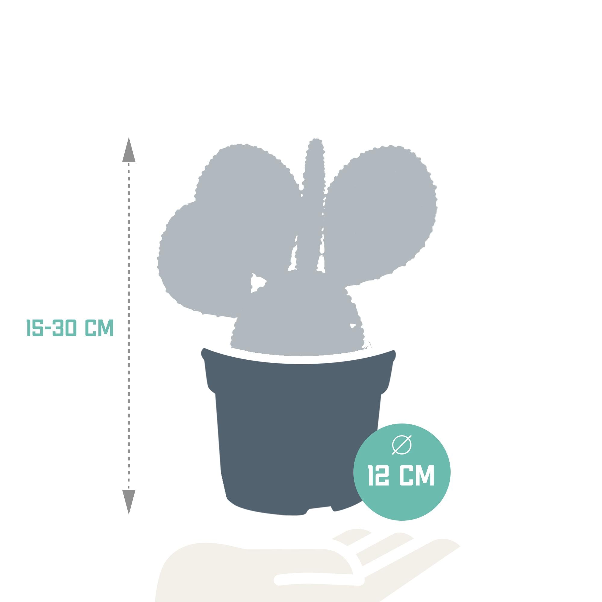 Opuntia microdasys - 12cm - zonder pot