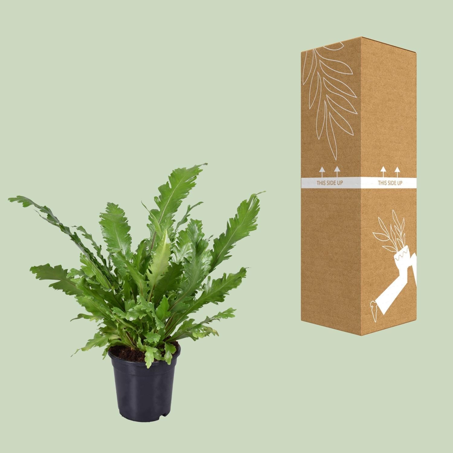 Asplenium Nidus - Ø17cm - ↕45cm