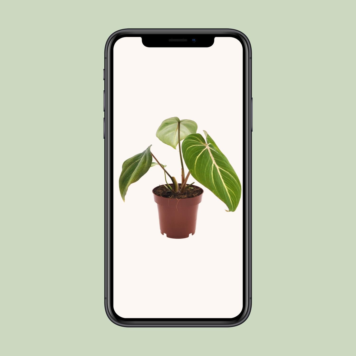 Philodendron Selloum Atoom - Ø12cm - ↕25cm
