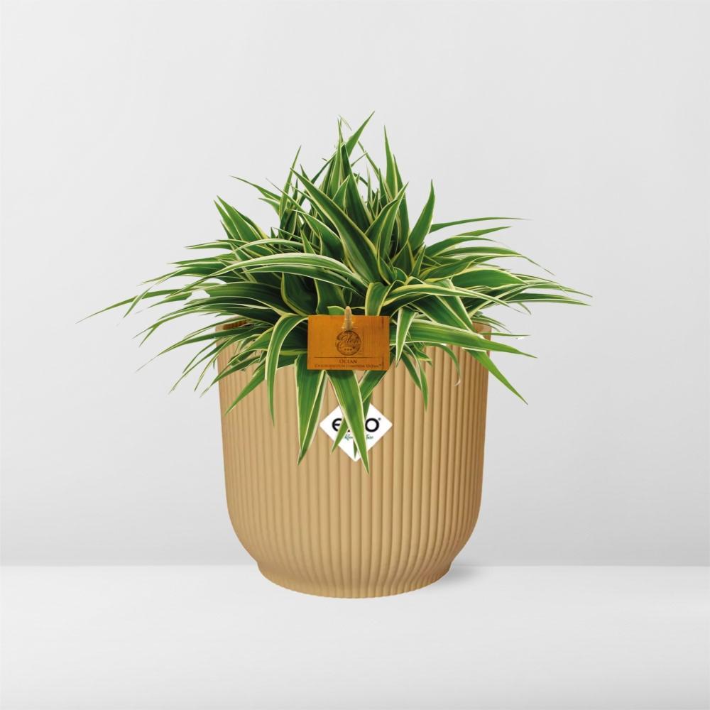 Chlorophytum Ocean 15cm in ELHO Vibes Fold 16cm rund gelb