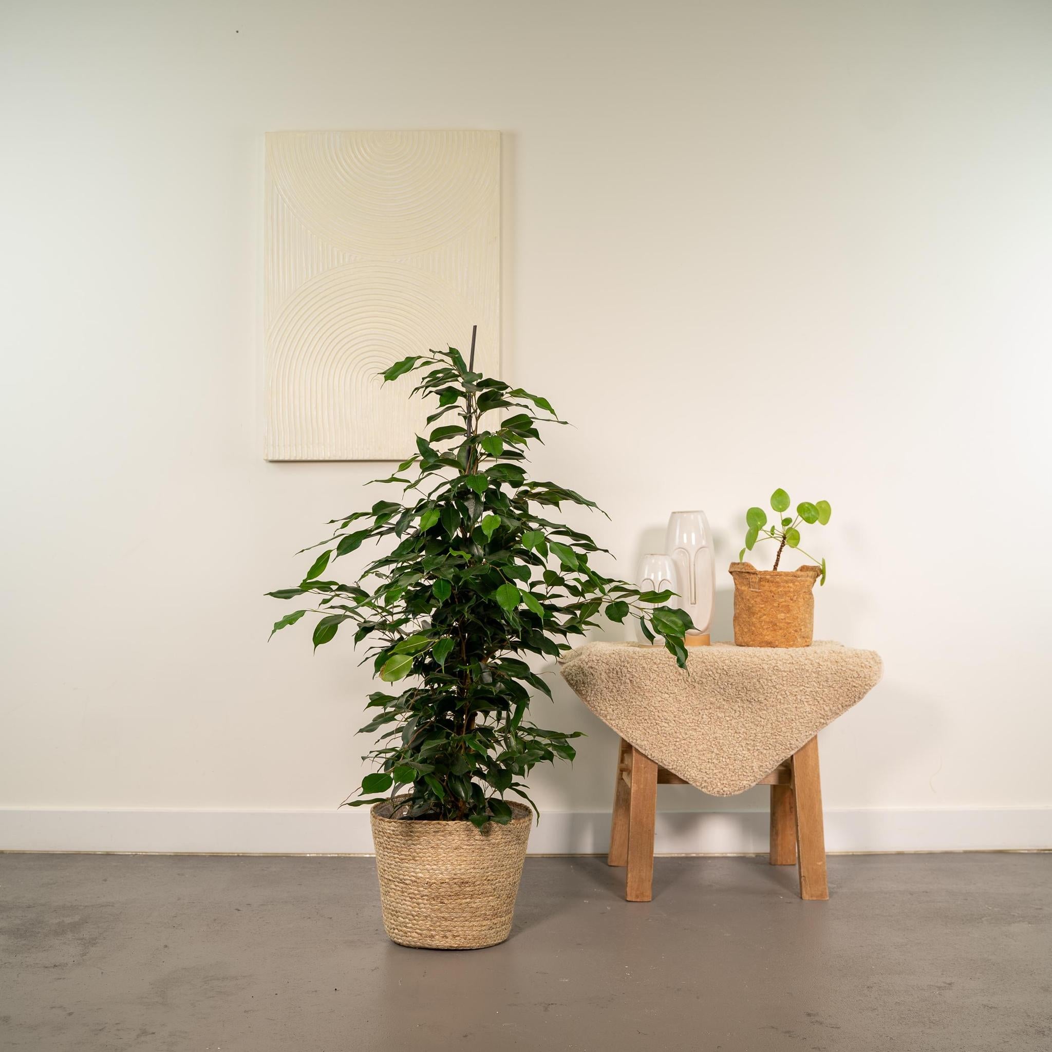 Ficus benjamina Danielle - Ø21cm - ↕95cm + Mand Selin