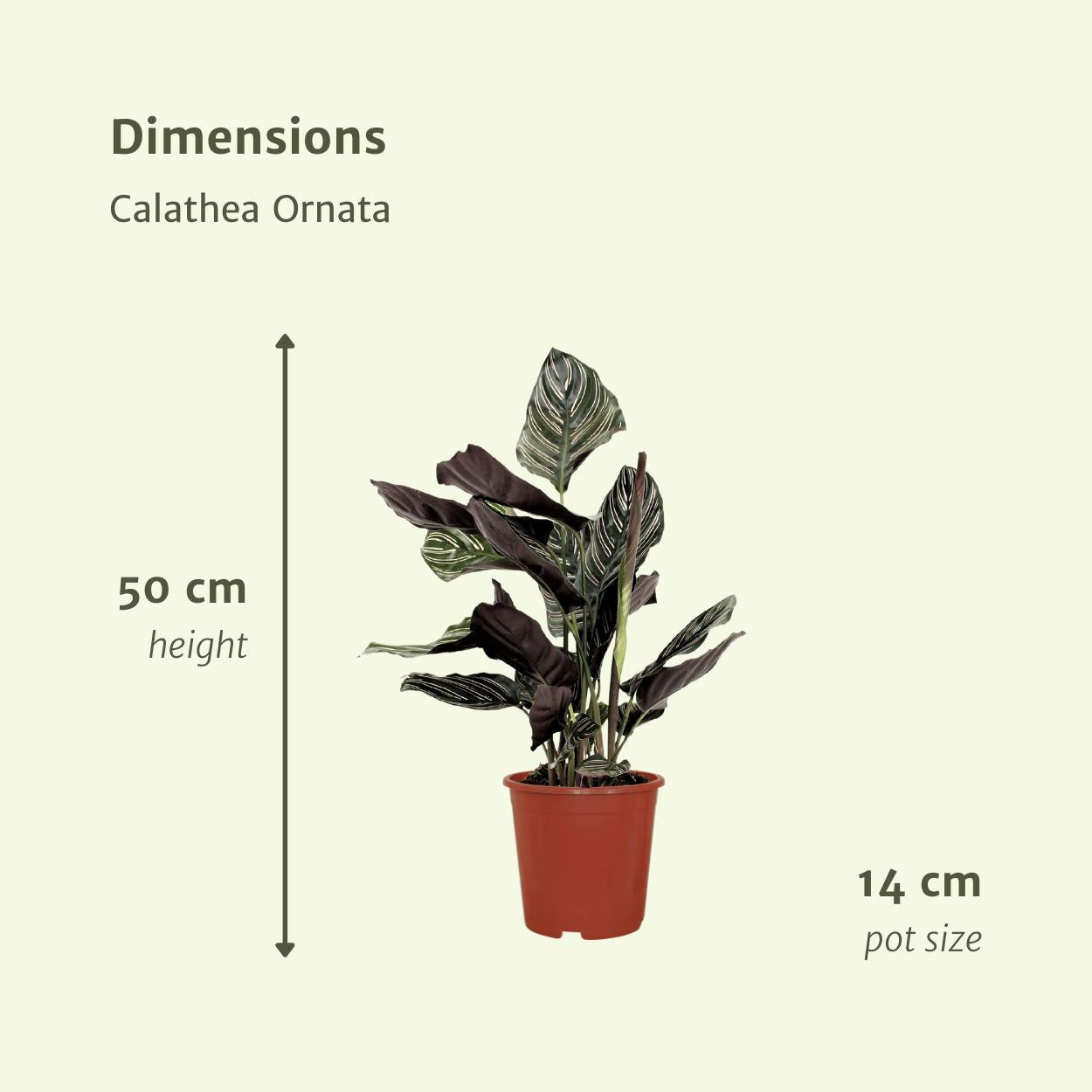 2x Calathea Ornata - Pauwenpflanze - 50cm - ø14