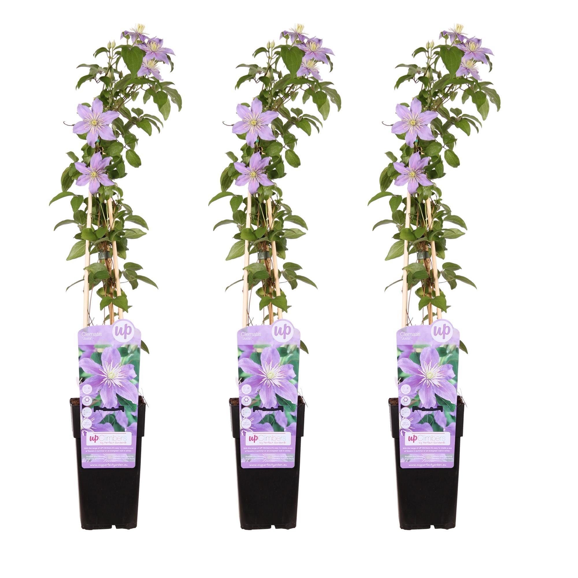 3x - Clematis Justa - ?65cm - Ø15