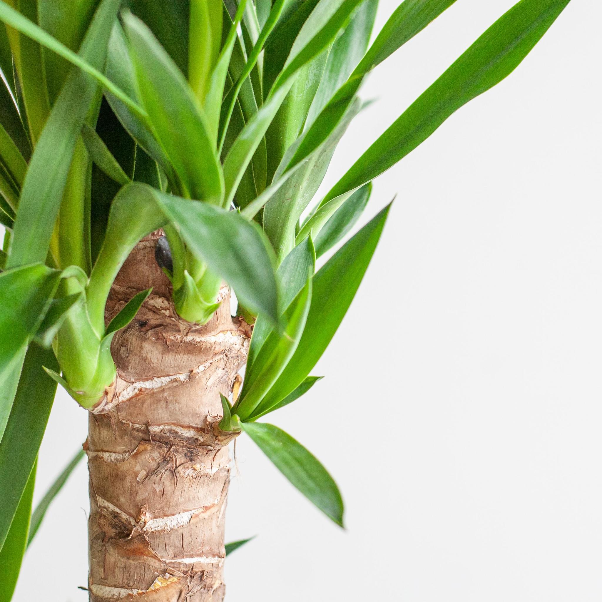 Dracaena Janet Lindt met Viber wit - 95cm - Ø21