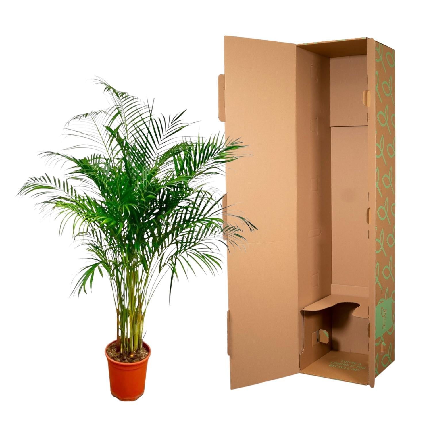 Dypsis Lutescens (Areca-Palme) - 180 cm - ø24