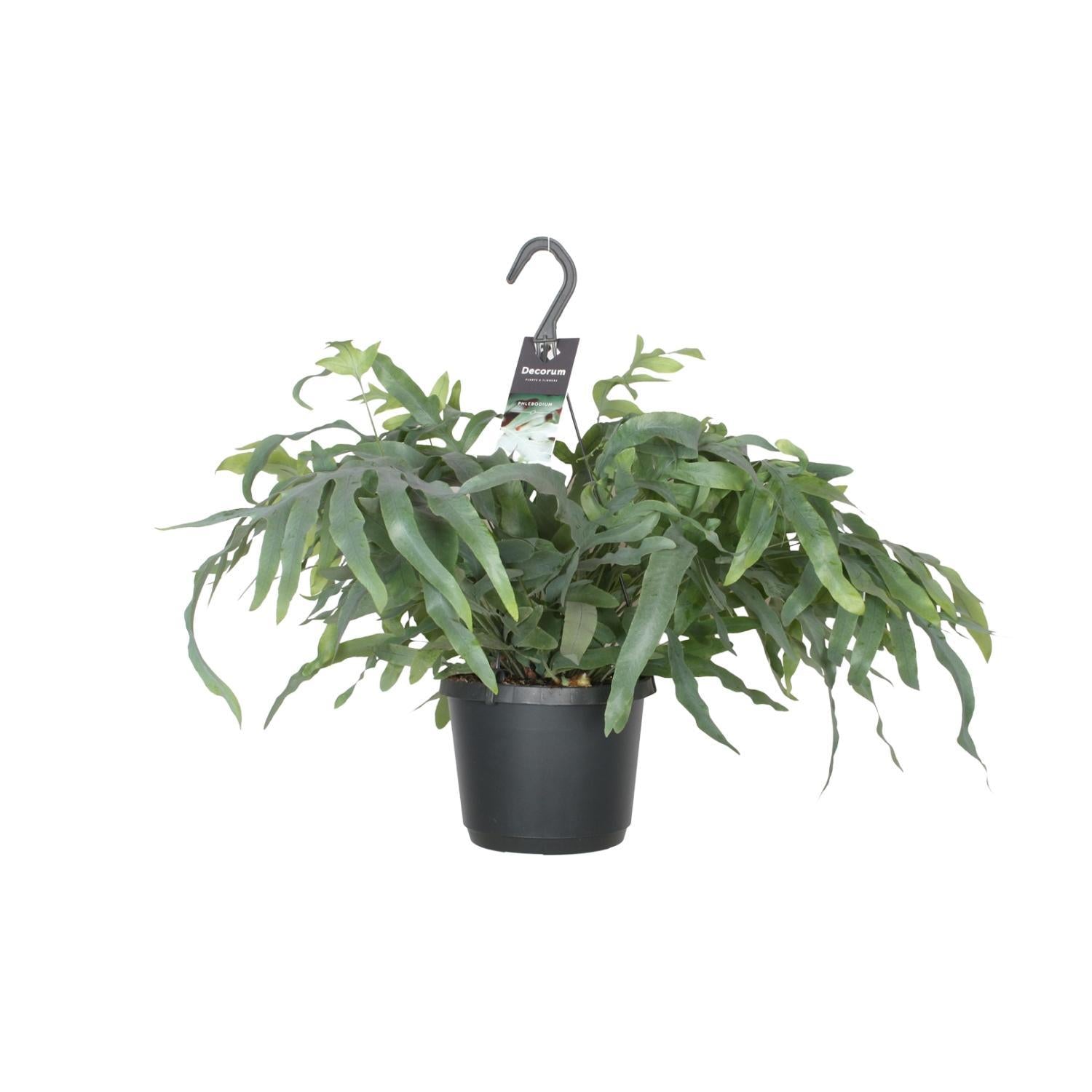 Phlebodium Aureum Blauwe Ster - Ø17cm - ↕50cm