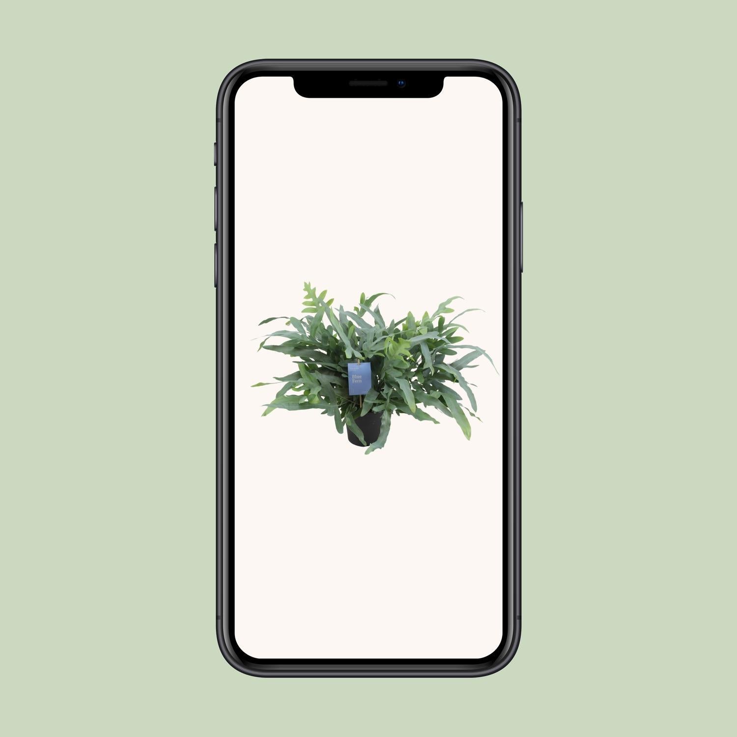 Phlebodium Aureum Blauwe Ster - Ø17cm - ↕50cm