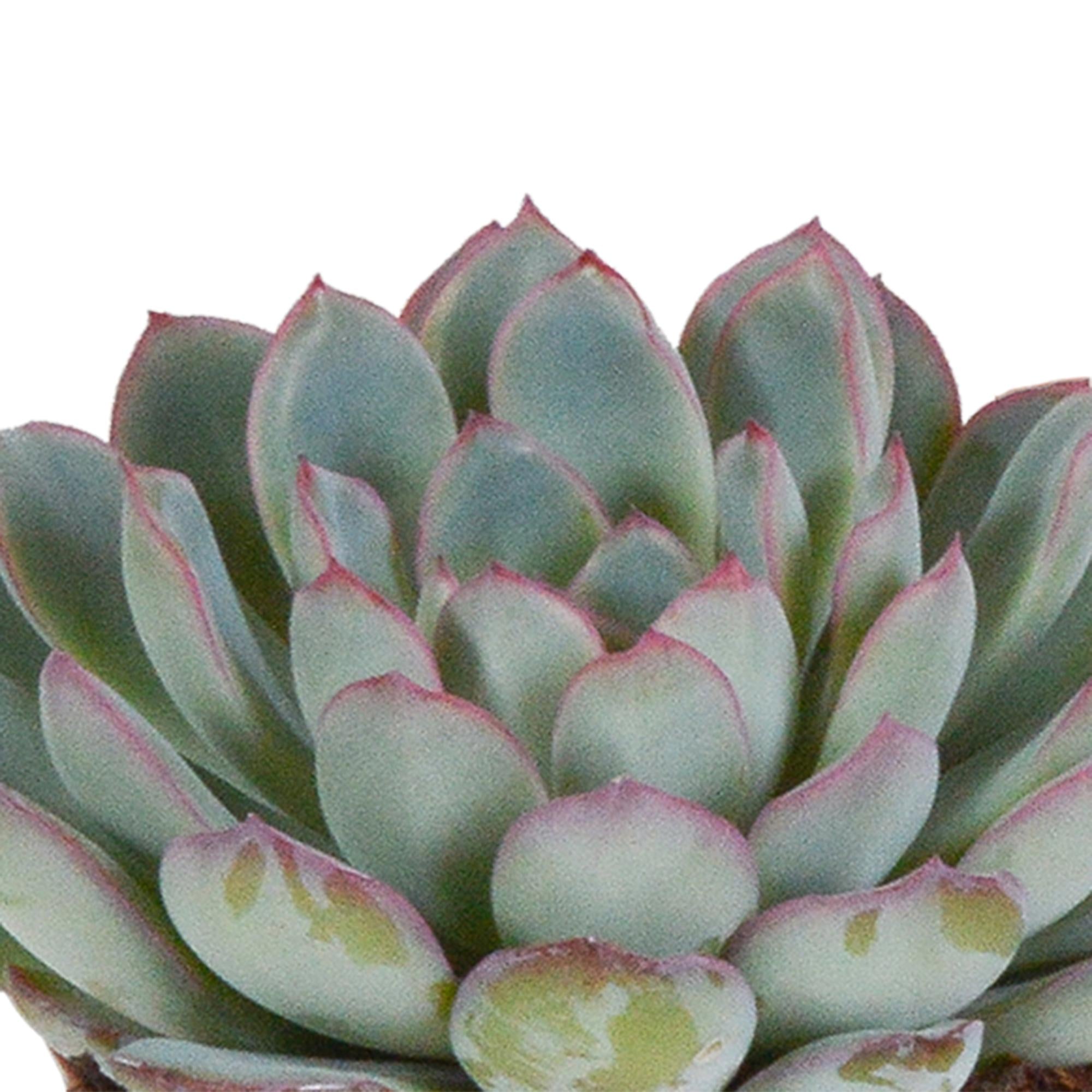 Echeveria mix 8,5 cm - 3x - in witte pot