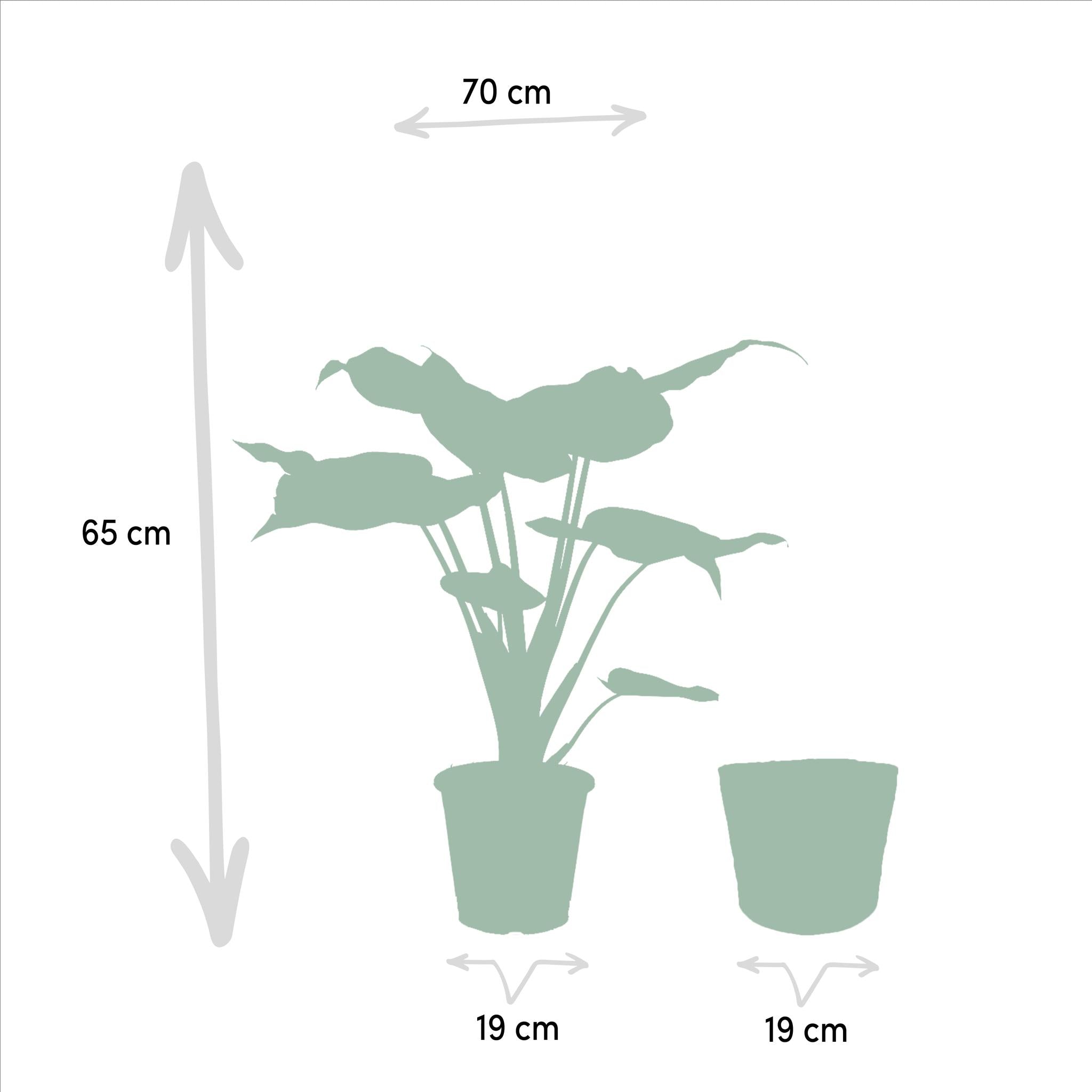 Alocasia Cucullata - Ø19cm - ↕65cm + Mand Selin