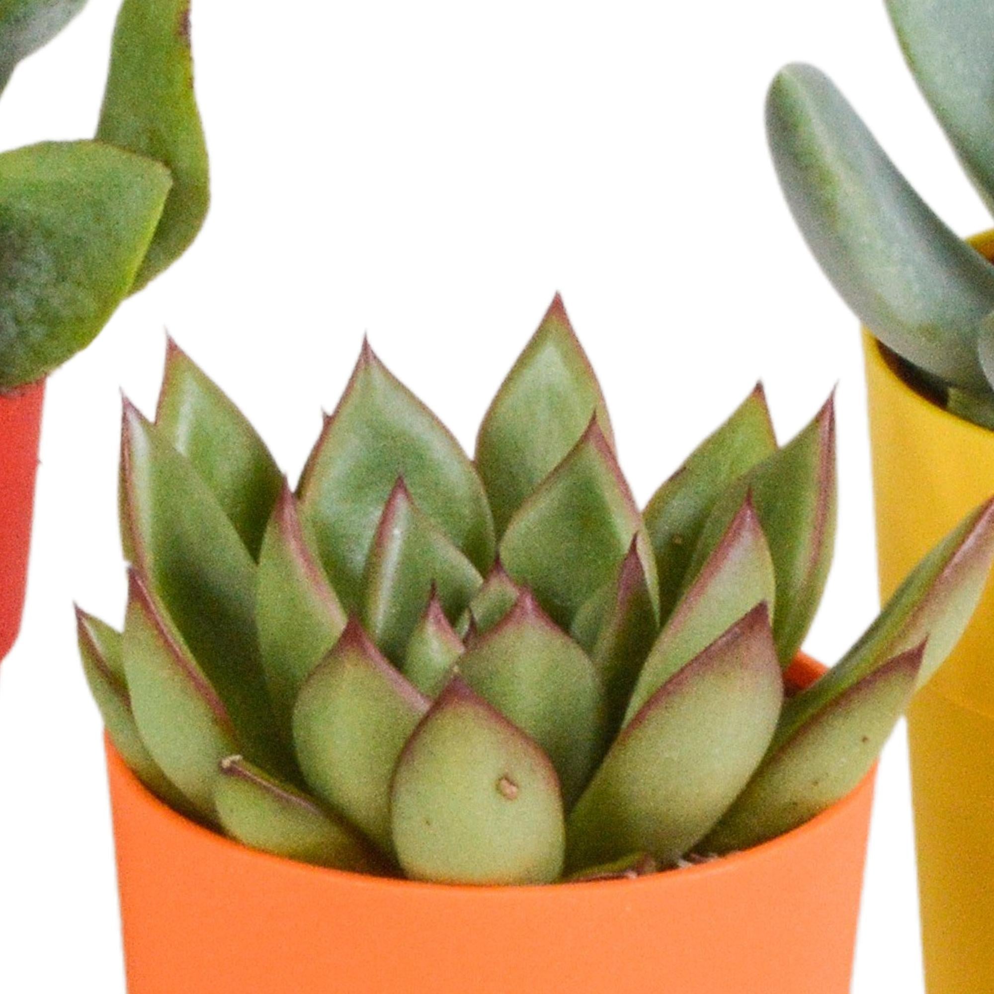 Vetplantenmix 5,5 cm - 5x - in kunststof pot