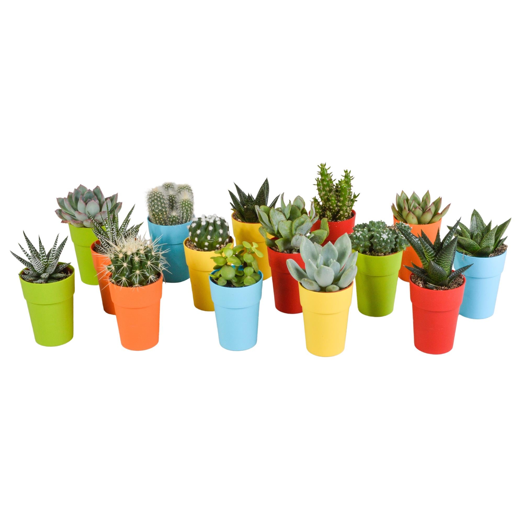 Cactus en vetplantenmix 5,5 cm | 15 stuks - in kunststof pot