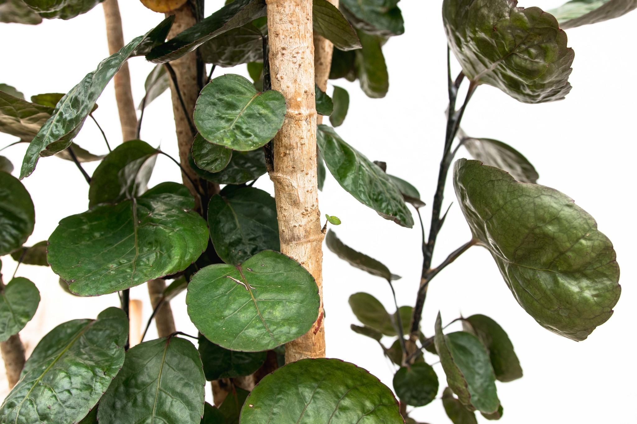 Polysicas Fabian XXL - 160 cm - ?27