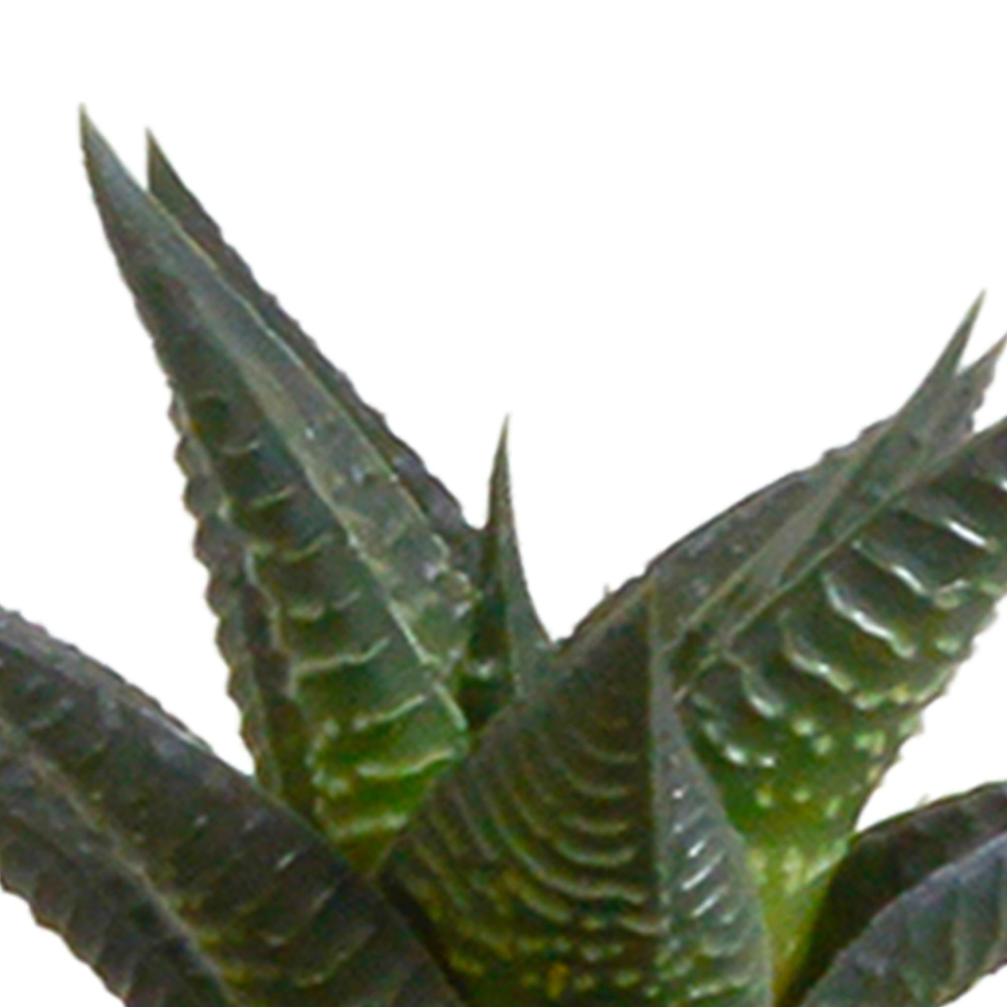 Cactus en vetplantenmix 5,5 cm | 15 stuks - in witte pot