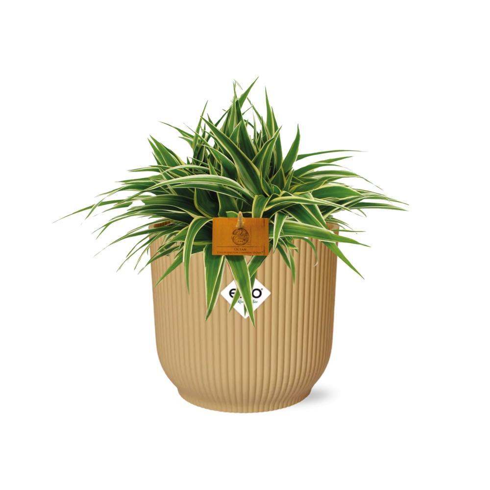 Chlorophytum Ocean 15cm in ELHO Vibes Fold 16cm rund gelb