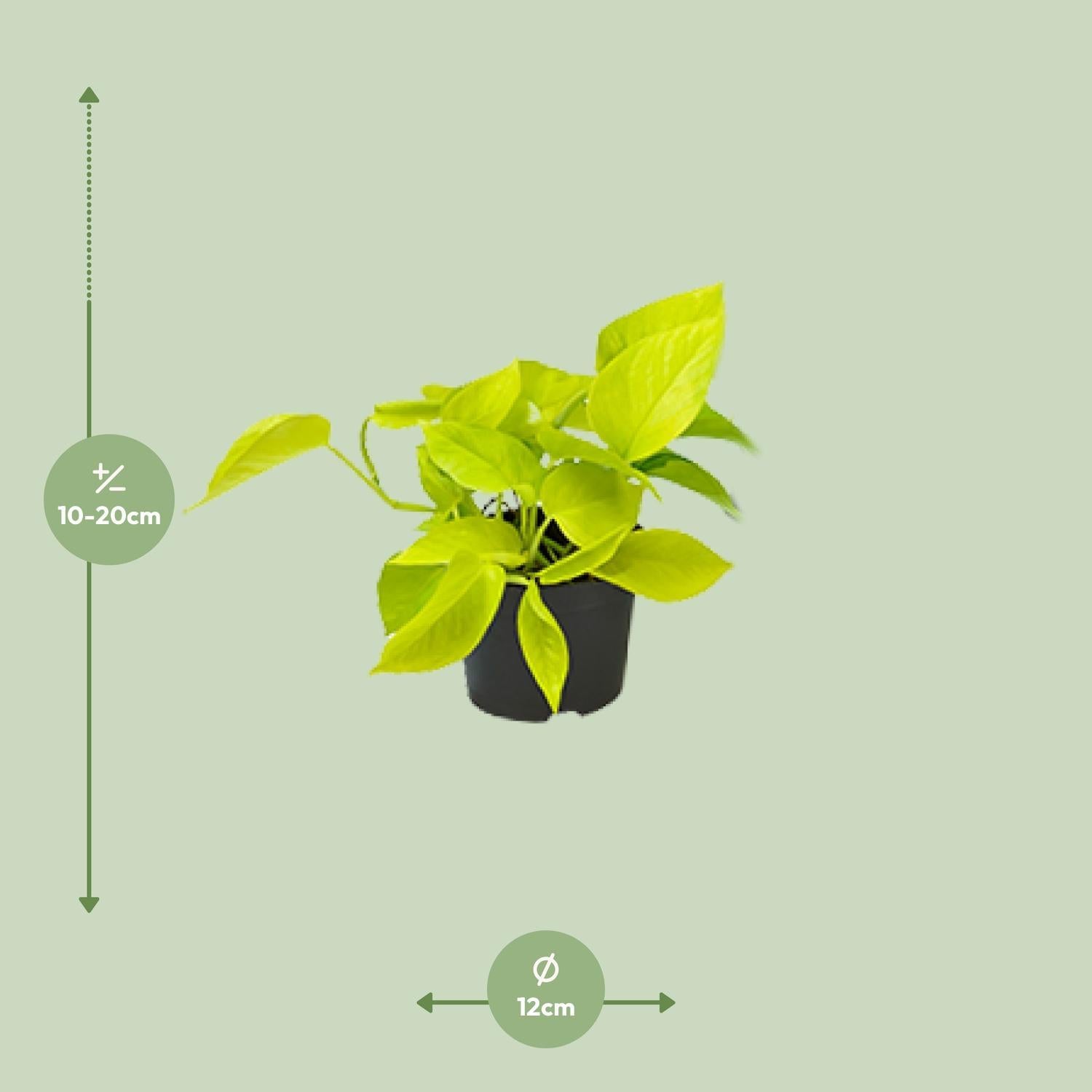 Epipremnum Gouden Pothos - Ø12 - ?15cm