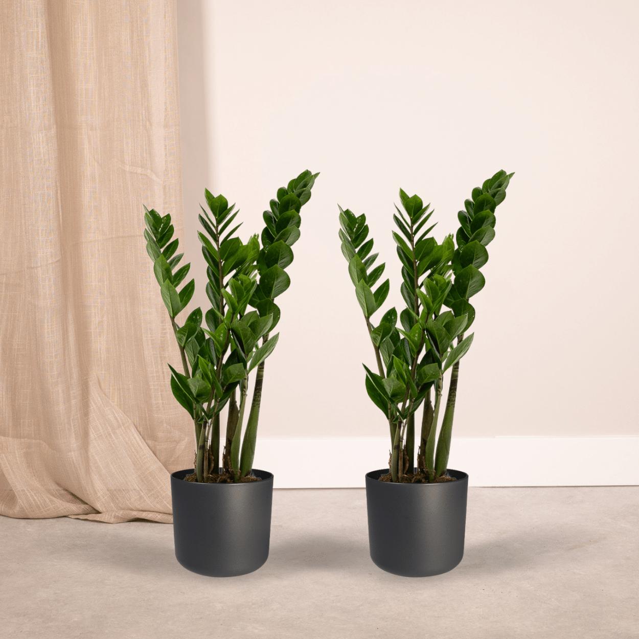 2x Zamioculcas Zamiifolia - Smaragdpalm - 50cm - ø14