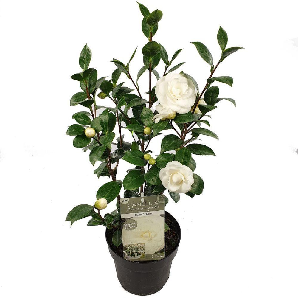 Camellia jap. 'Nuccio's Gem' - ?65cm - Ø19cm