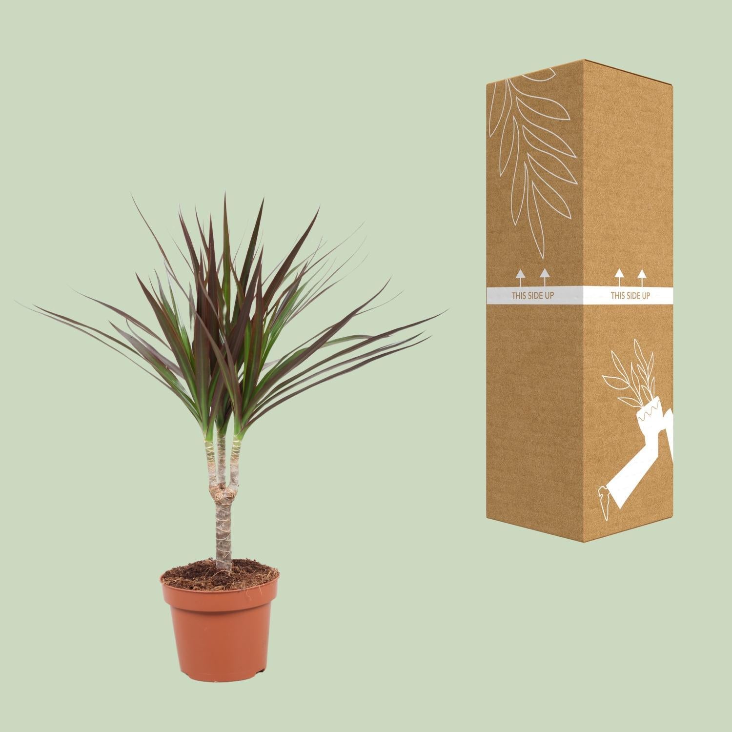 Drachenbaum Magenta - Ø12cm - ↕50cm