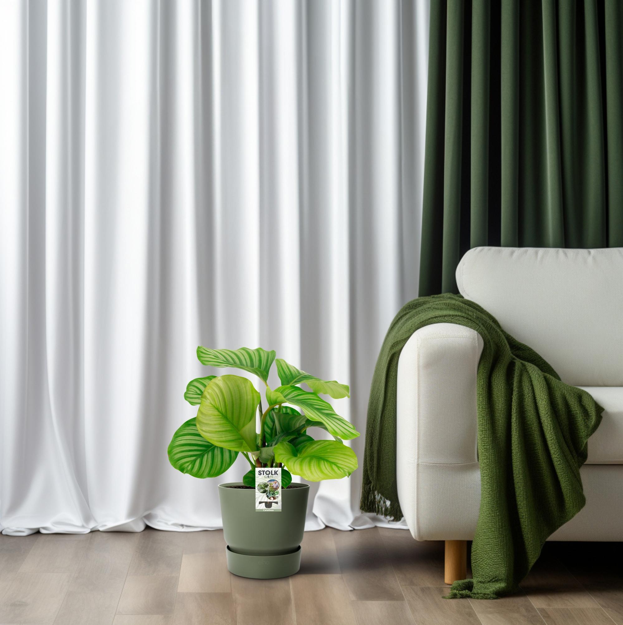 Calathea Orbifolia - 50cm - ø14