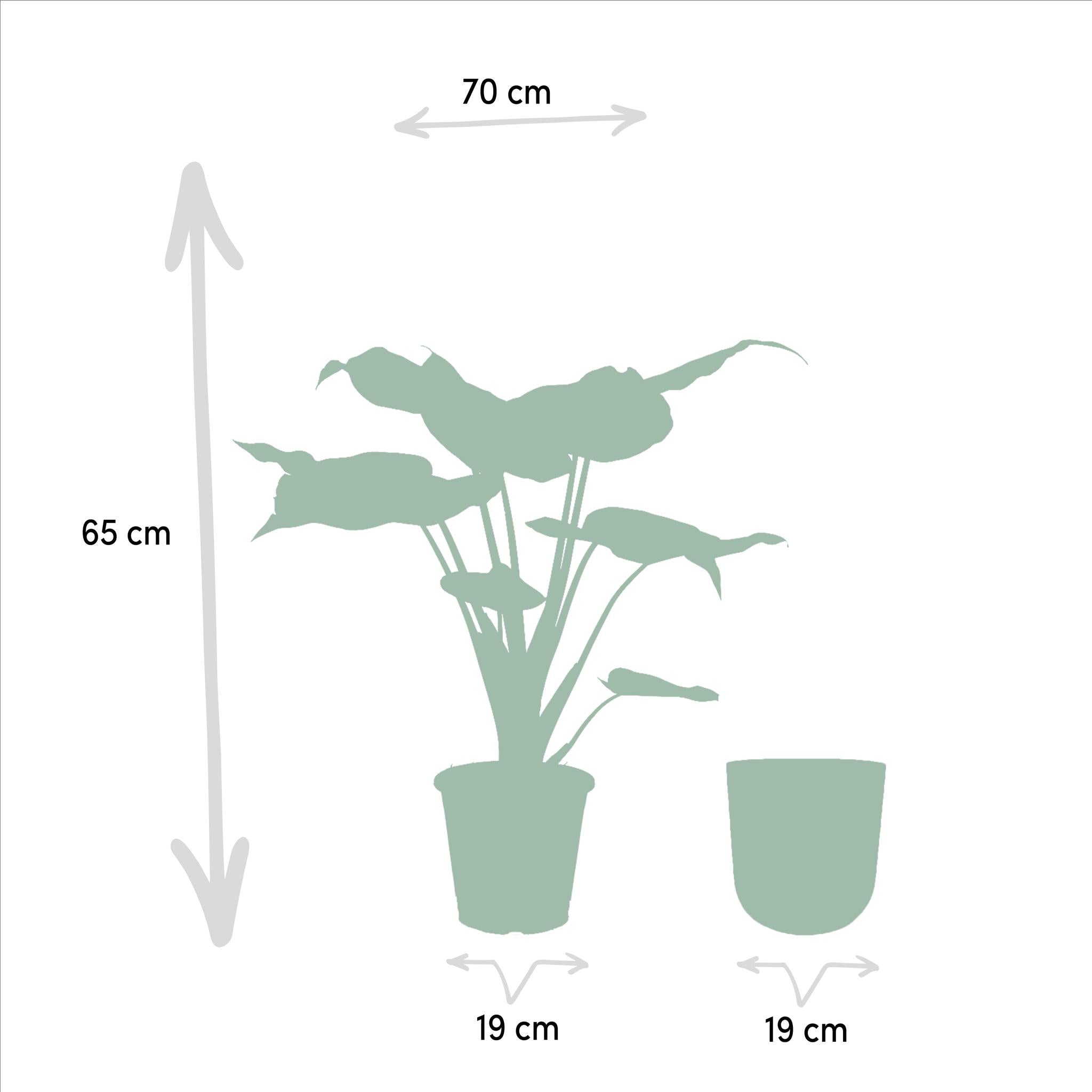 Alocasia Cucullata - Ø19cm - ↕65cm + Pot Mayk Goud
