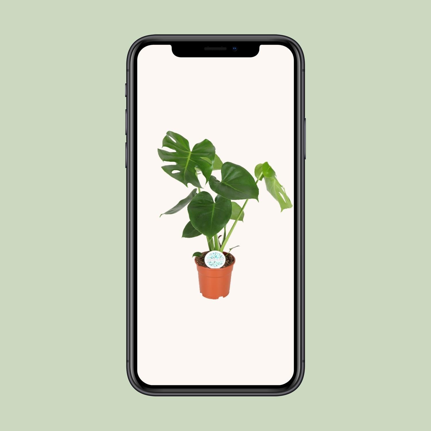 Monstera Deliciosa - Gatenplant - 65cm - Ø21 - Ø17 - 55cm