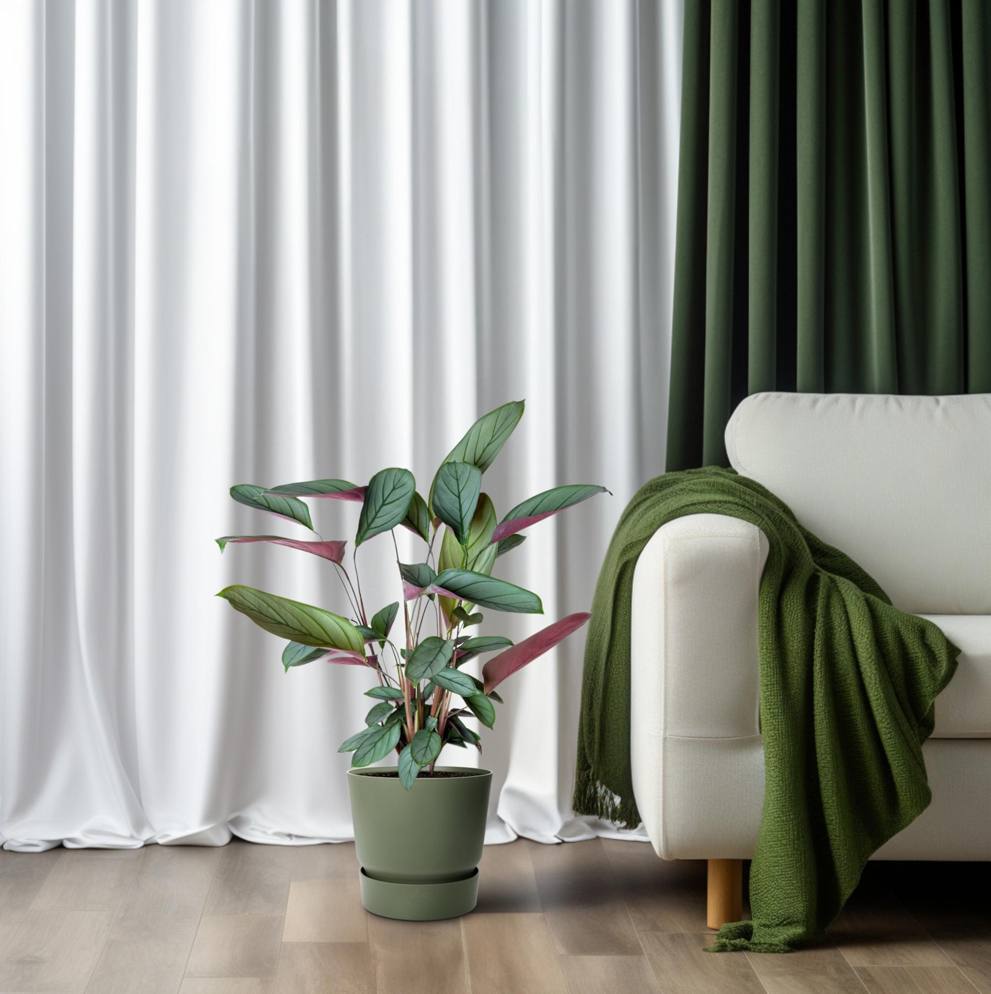 Ctenanthe Setosa - Ø17cm - ↕60cm