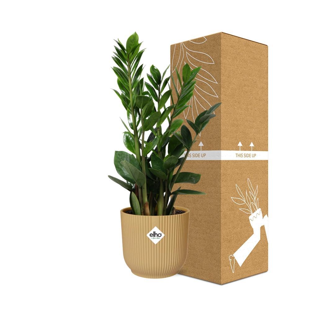 Zamioculcas – Hoogte 45-50 in ELHO Vibes Fold 14cm gelb