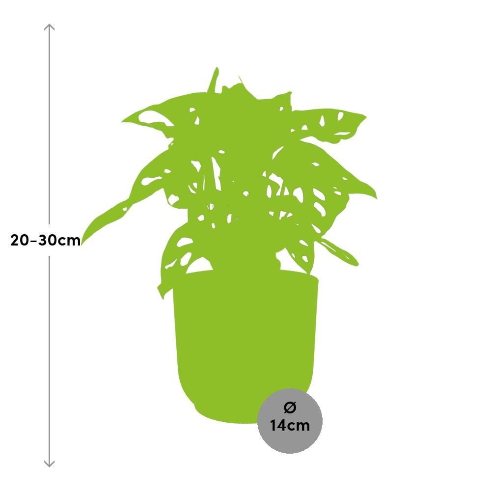 Monstera 'Monkey Leaf' in ELHO Vibes Fold 14cm geel