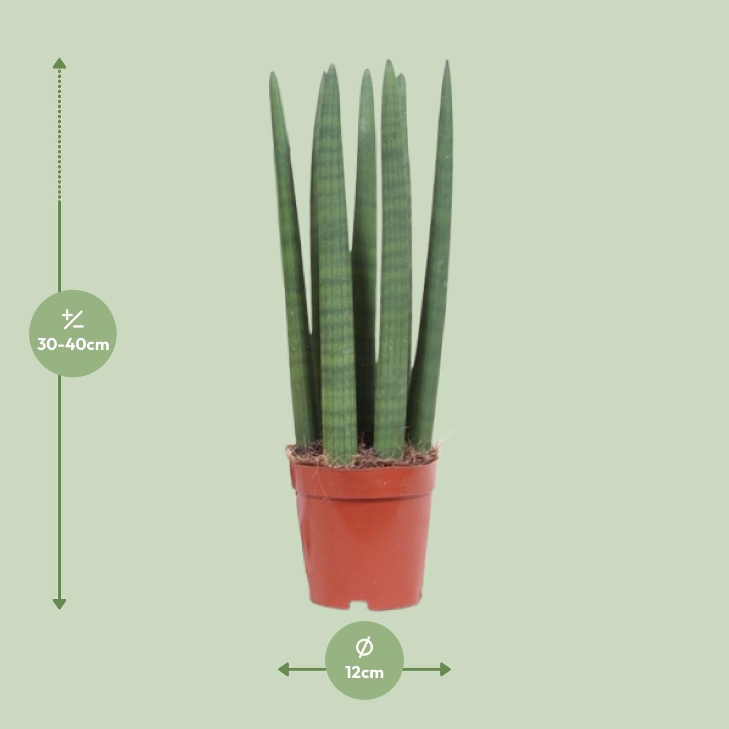 Sansevieria Recht - Ø12cm - ↕40cm