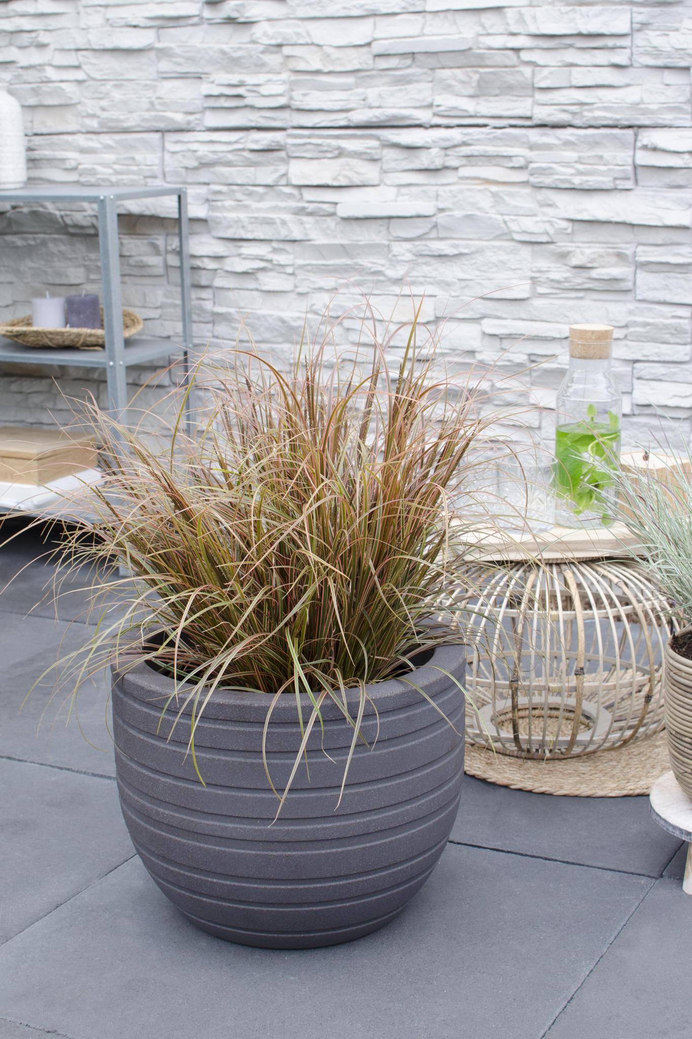 Uncinia rubra Everflame - Ø19 - ?40cm