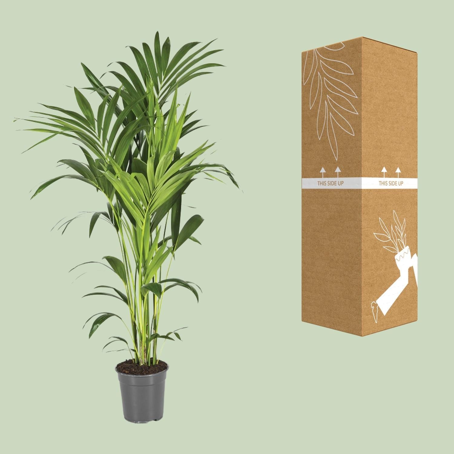 Howea Forsteriana - Ø21 ↕130