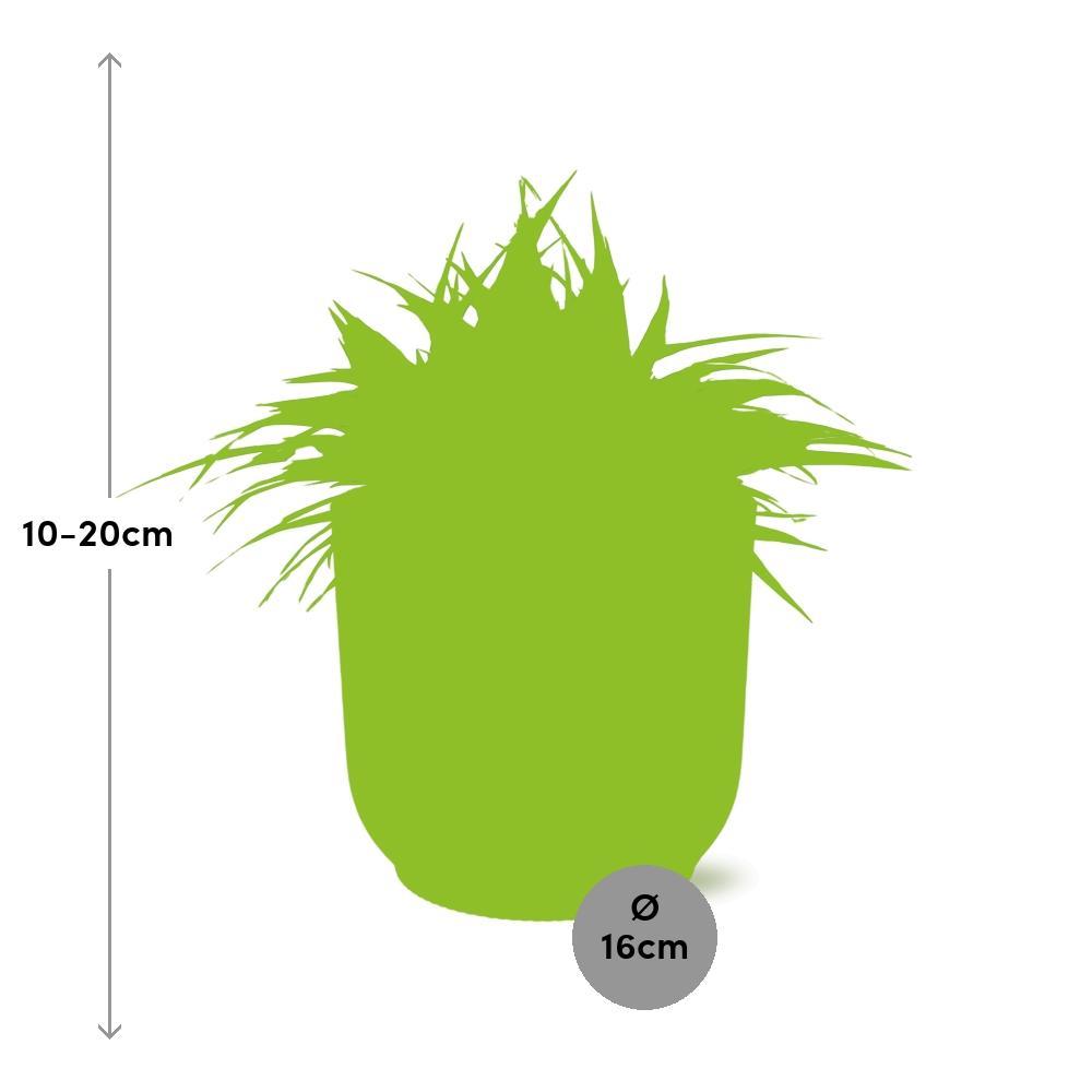 Chlorophytum Ocean 15cm in ELHO Vibes Fold 16cm rund gelb