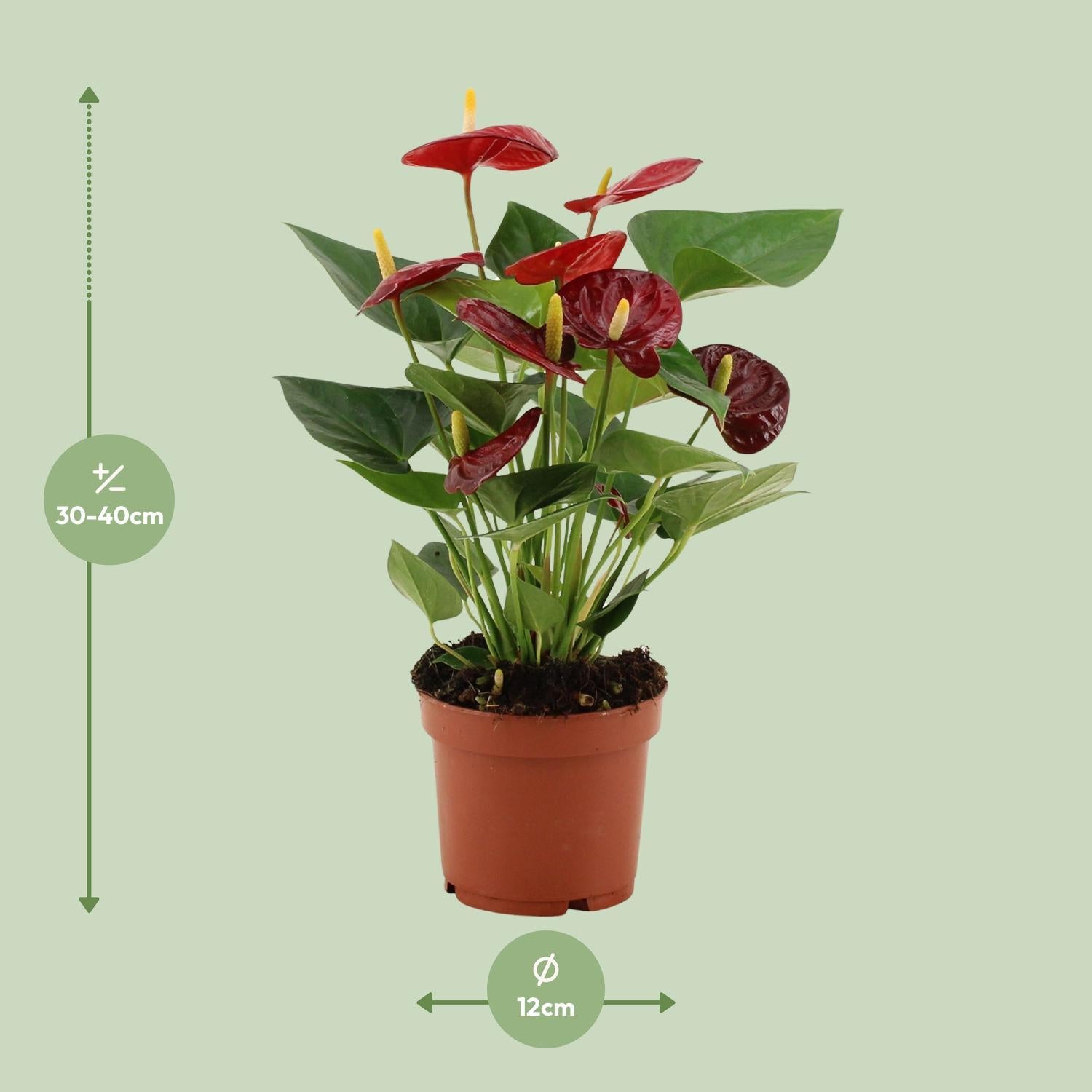 Anthurium Calon In Transparante Hoes - Ø12cm - ↕36cm