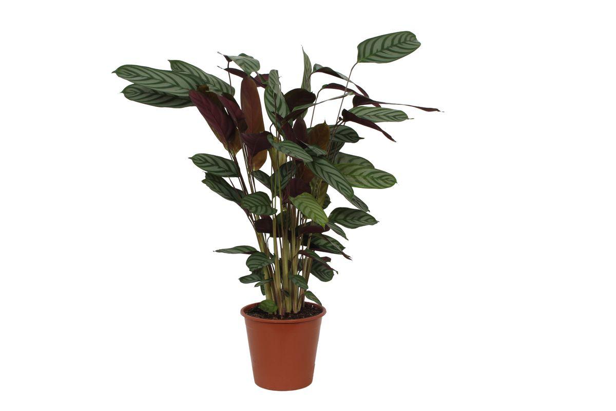 Calathea Compactster - 80 cm - Ø19cm