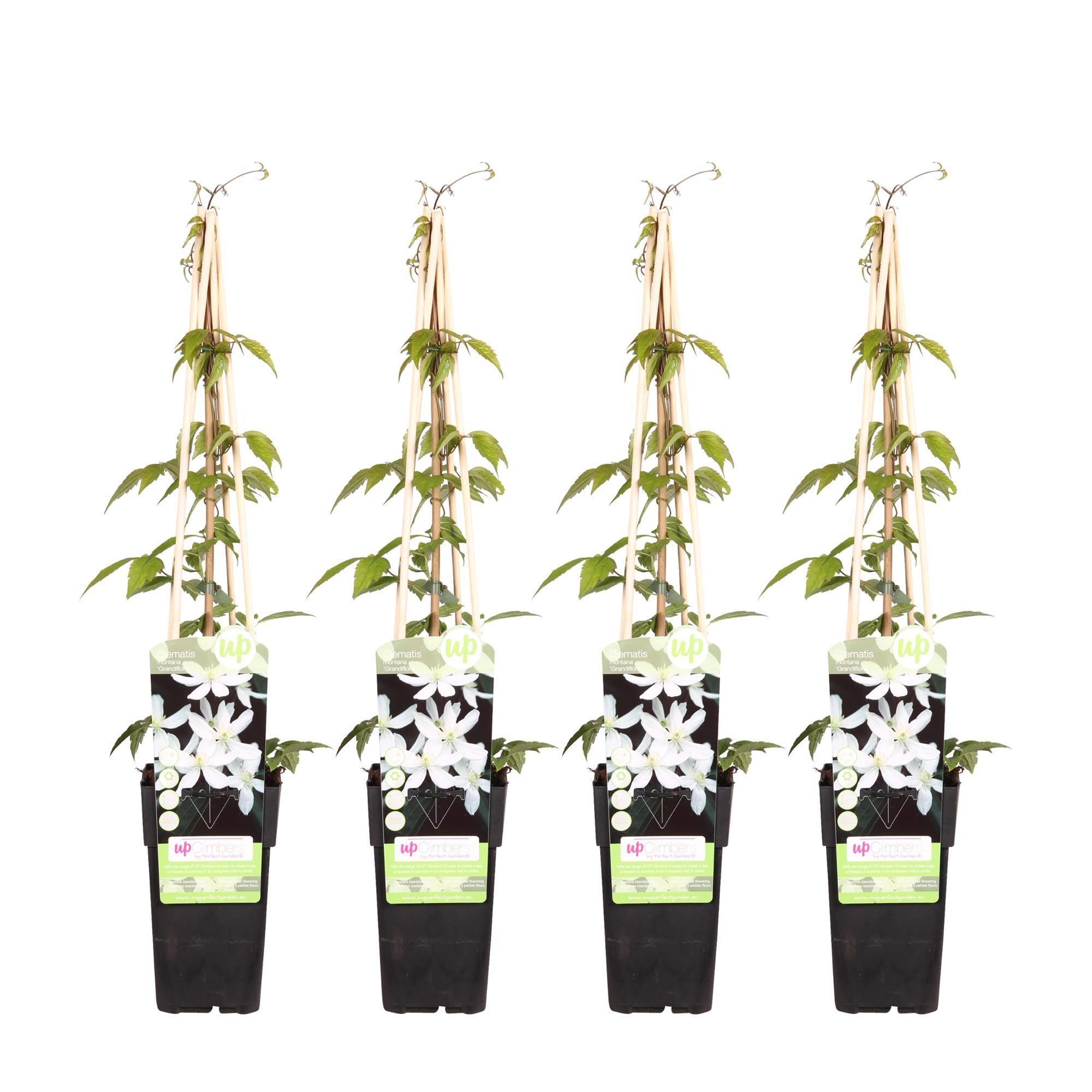 4x - Clematis Montana 'Grandiflora' - ?65cm - Ø15